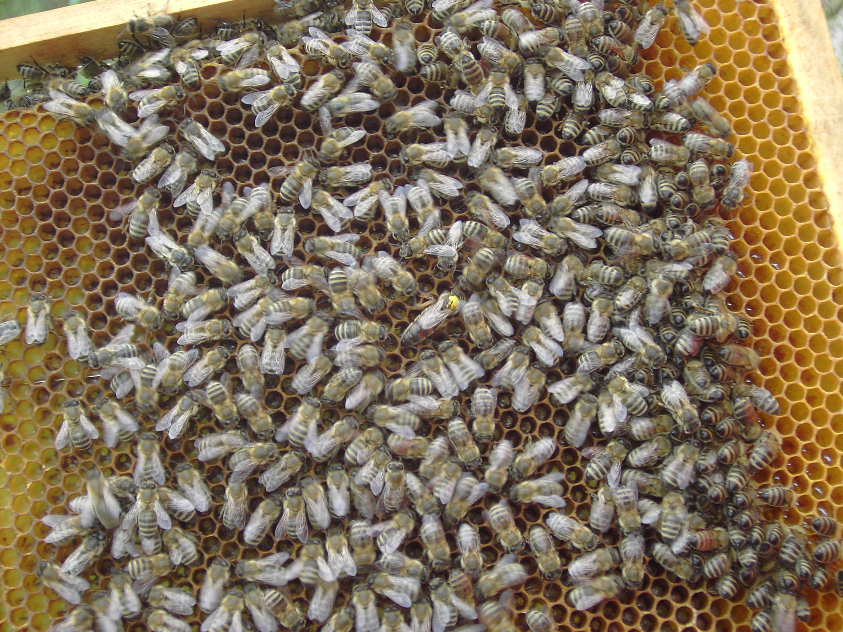 včely 010 matka.jpg