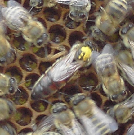 Fotky 2006 001.jpg