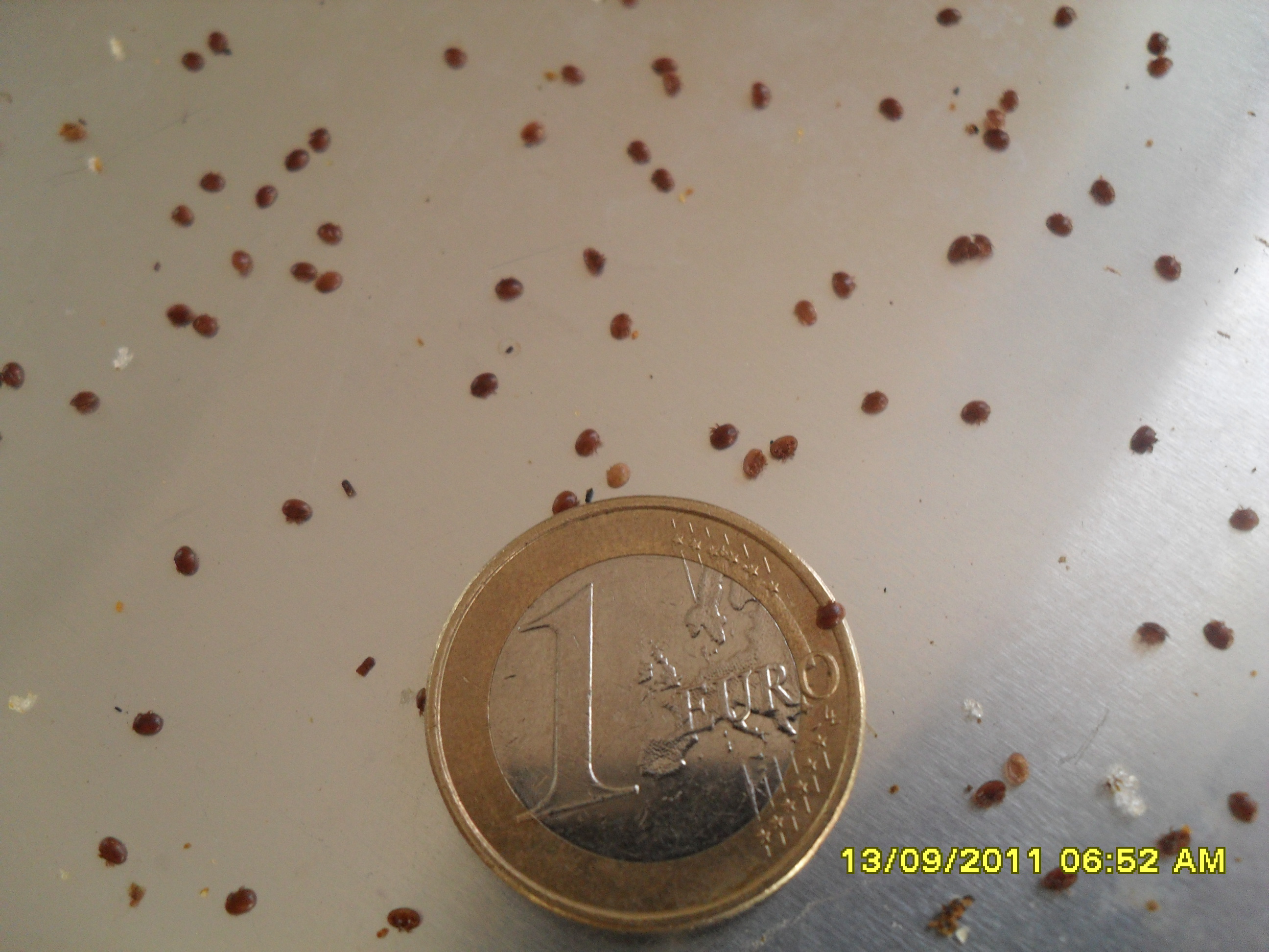 SDC11127.JPG